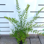 Tavoľník sivý (Spiraea × cinerea) ´GREFSHEIM´ - výška 20-40 cm, kont. C3L